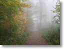 Nebel,Sonne und Wald 01