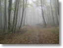 Nebel,Sonne und Wald 03