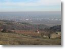 Weingrten und Blick auf Traiskirchen