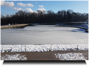 Teich mit Wintervögel