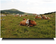 vorbei am Schneebergrind