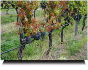 blaue Köstlichkeiten