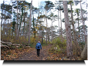 zur Mitzi Langerwand