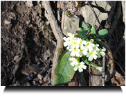 Es wird Frühling