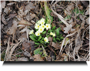 bischen Frühling!