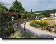 Rosarium Doblhofpark 02