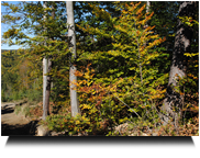 Wald wird schon bunt!