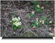 Erste Frühlingsblumen