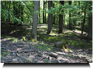 Wunderschöner Laubwald (mit Wildschweinbestand)