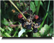 Brombeeren Stärkung am Weg