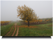 Herbst wohin man blickt