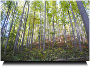 lichtdurchfluteter Wald