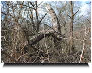 urwüchsige ,naturbelassene Aulandschaft 01