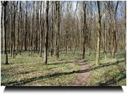 Wunderschöner Auwald